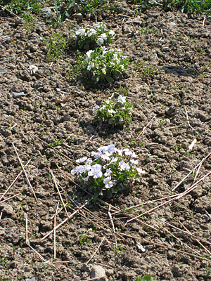 pansy unmulched